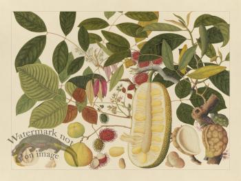 Andalas Botanicals 01